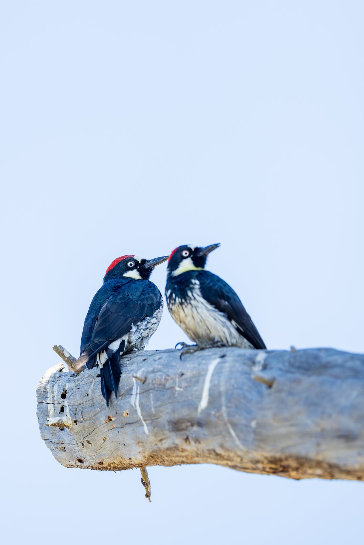 Acorn Woodpecker