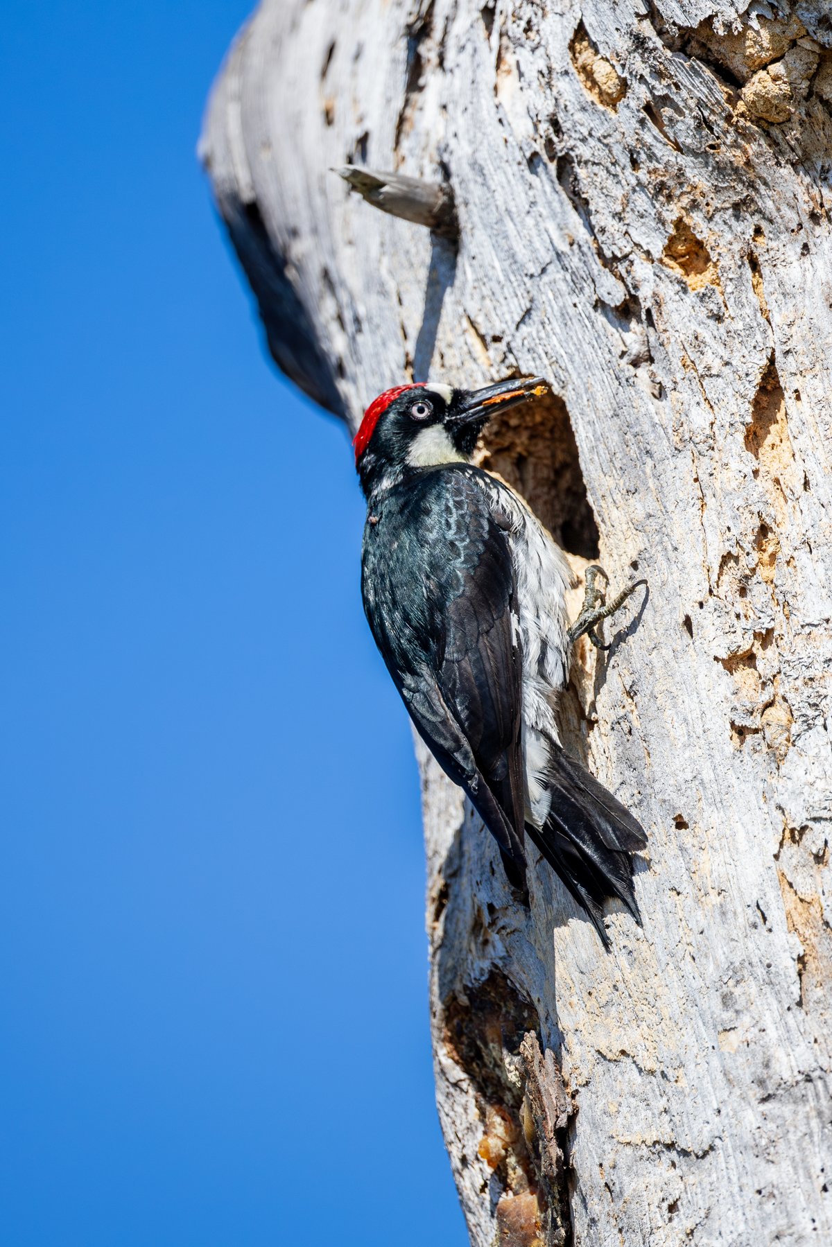 Acorn Woodpecker
