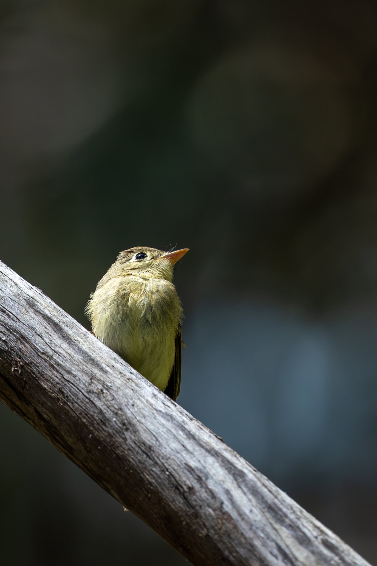 Pacific-slope Flycatcher