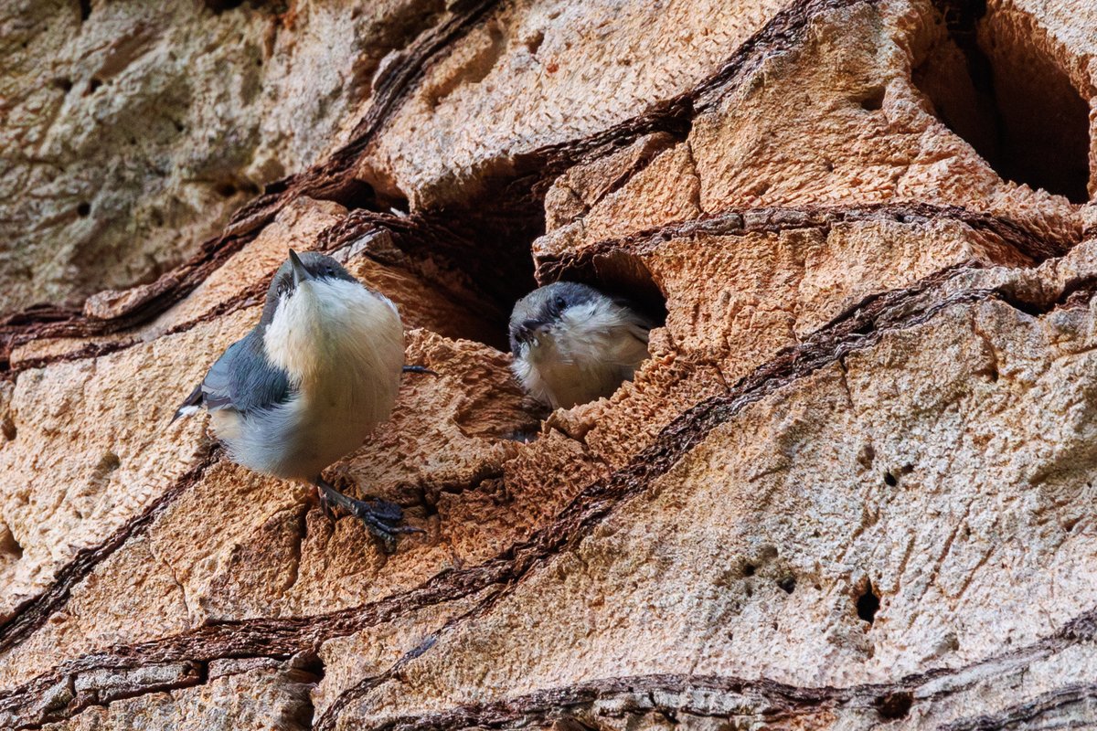 Pygmy Nuthatch