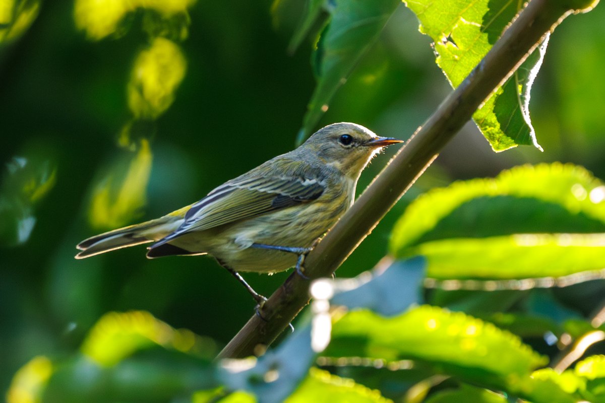Blackpoll Warbler
