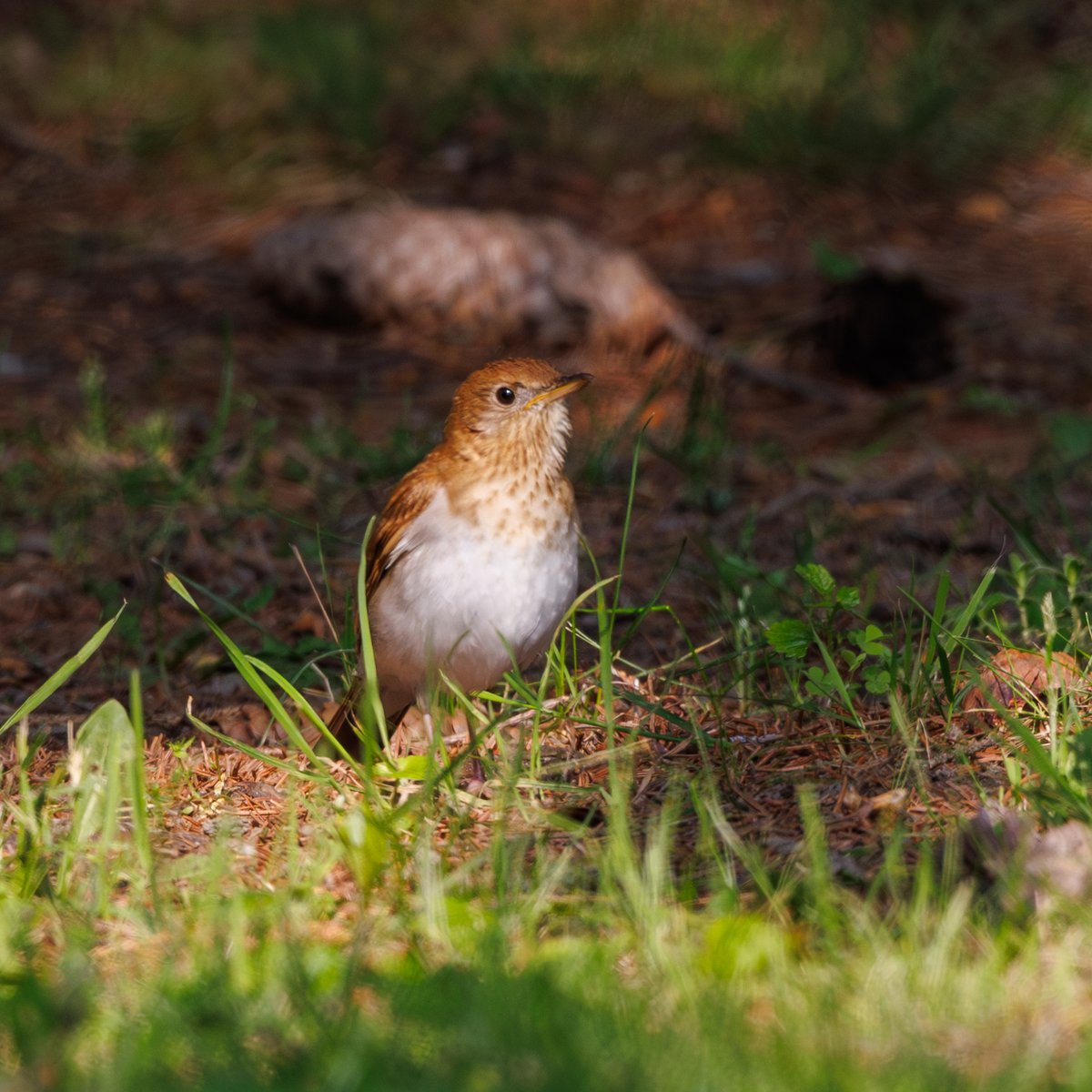 Veery