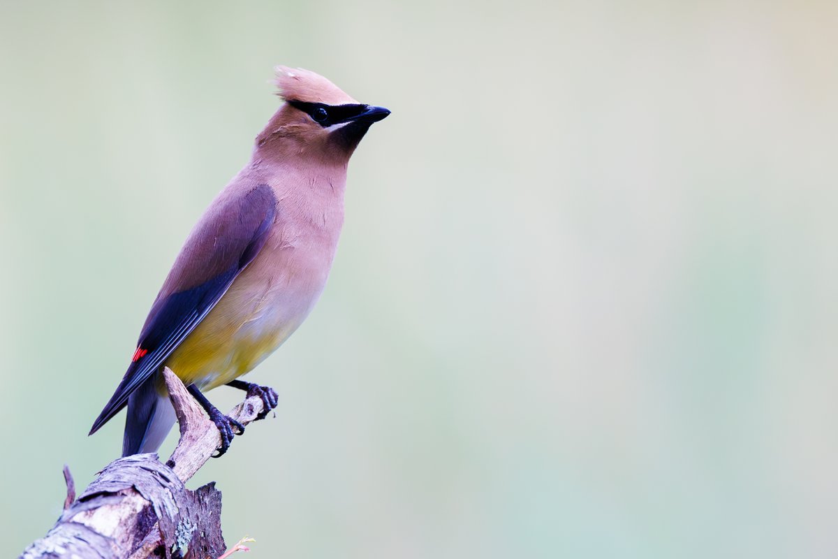 Cedar Waxwing