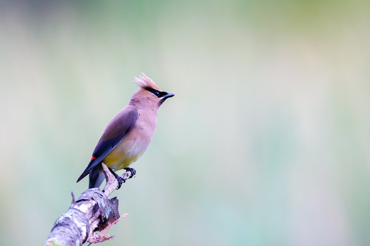 Cedar Waxwing