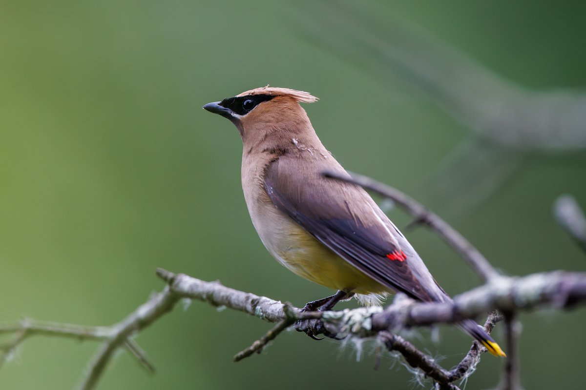 Cedar Waxwing