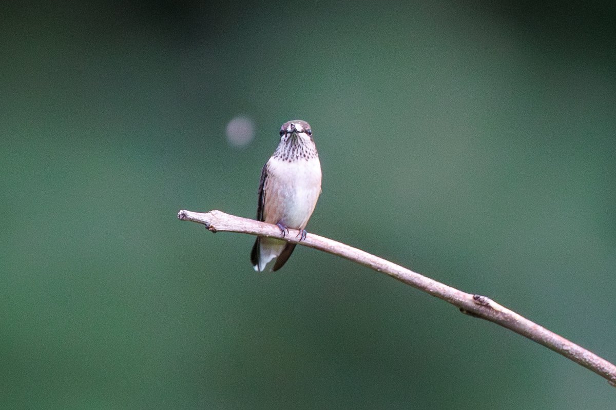 Ruby-throated Hummingbird