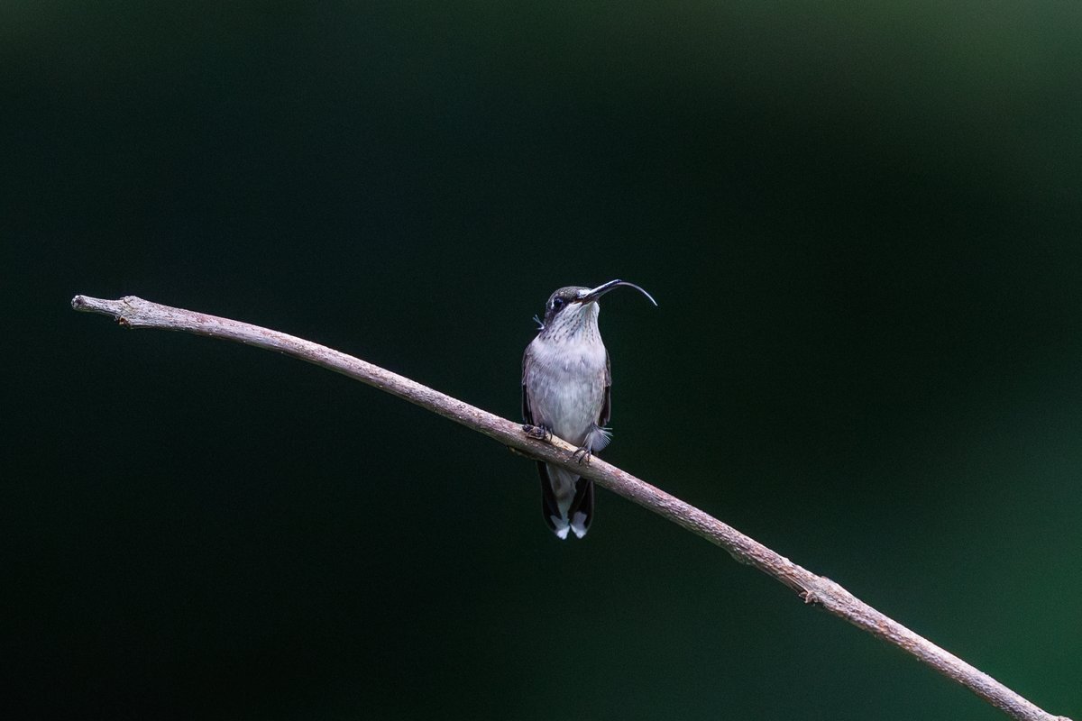 Ruby-throated Hummingbird