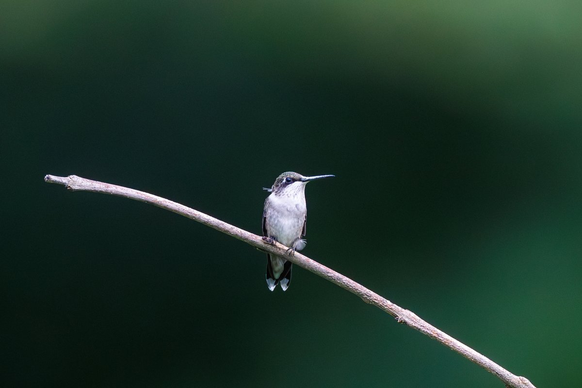 Ruby-throated Hummingbird