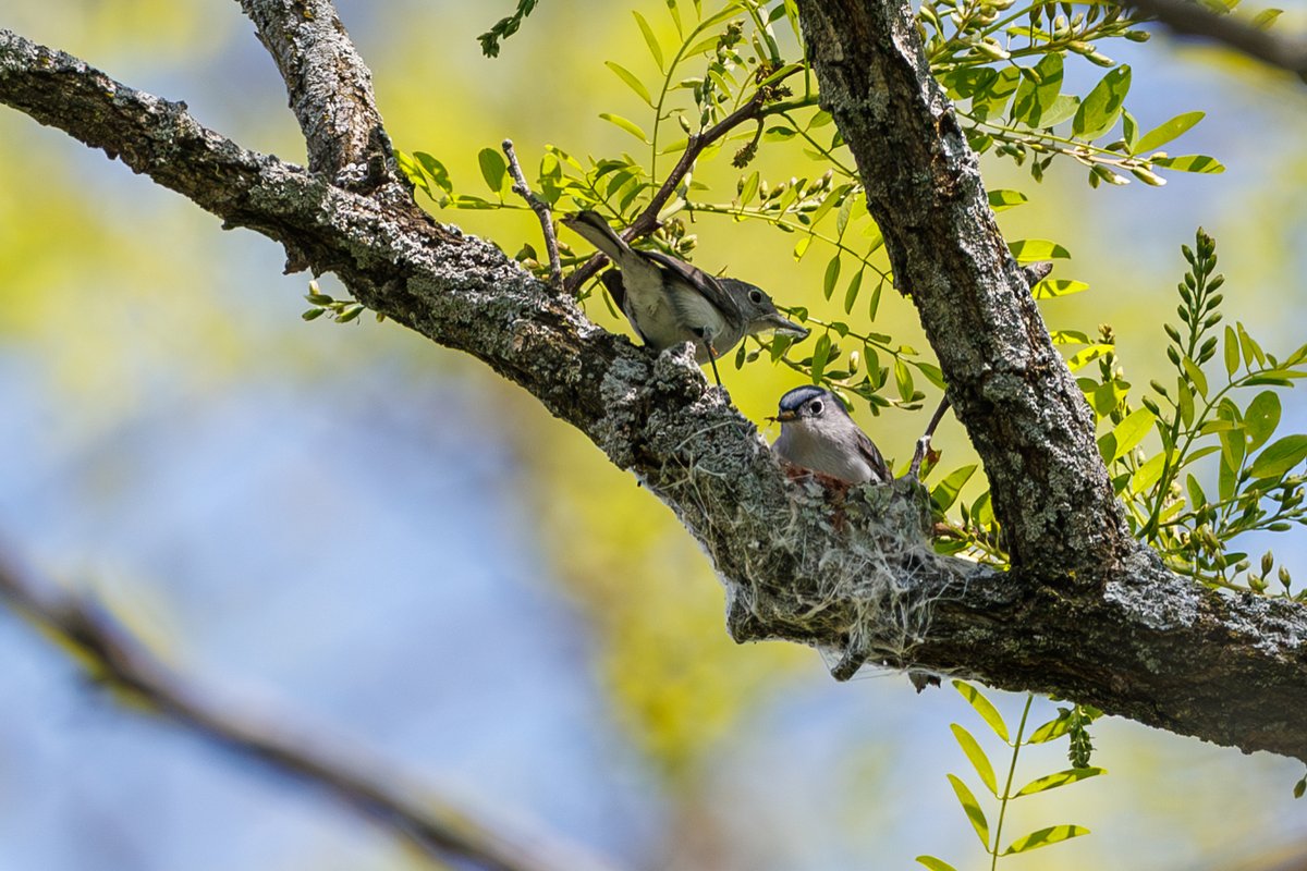 Blue-gray Gnatcatcher