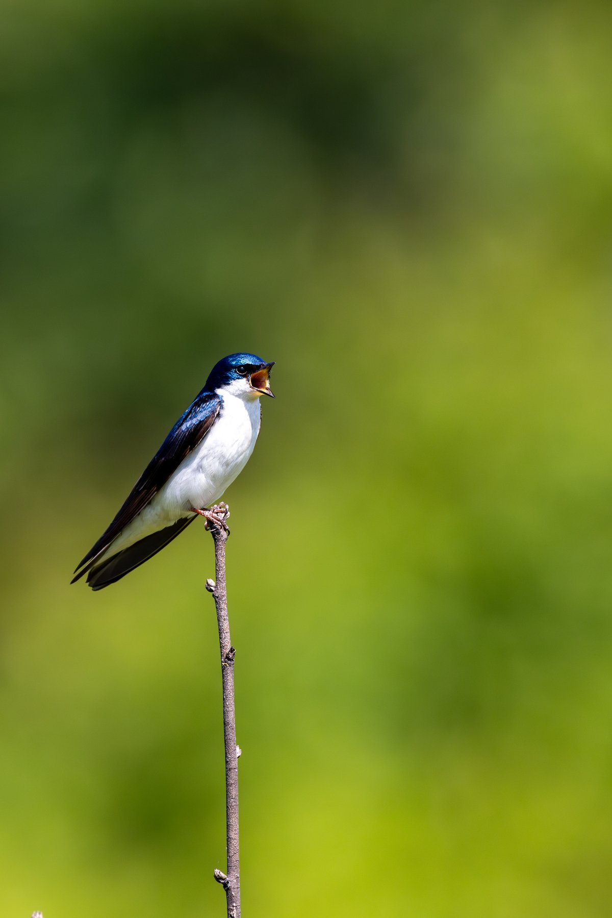Tree Swallow