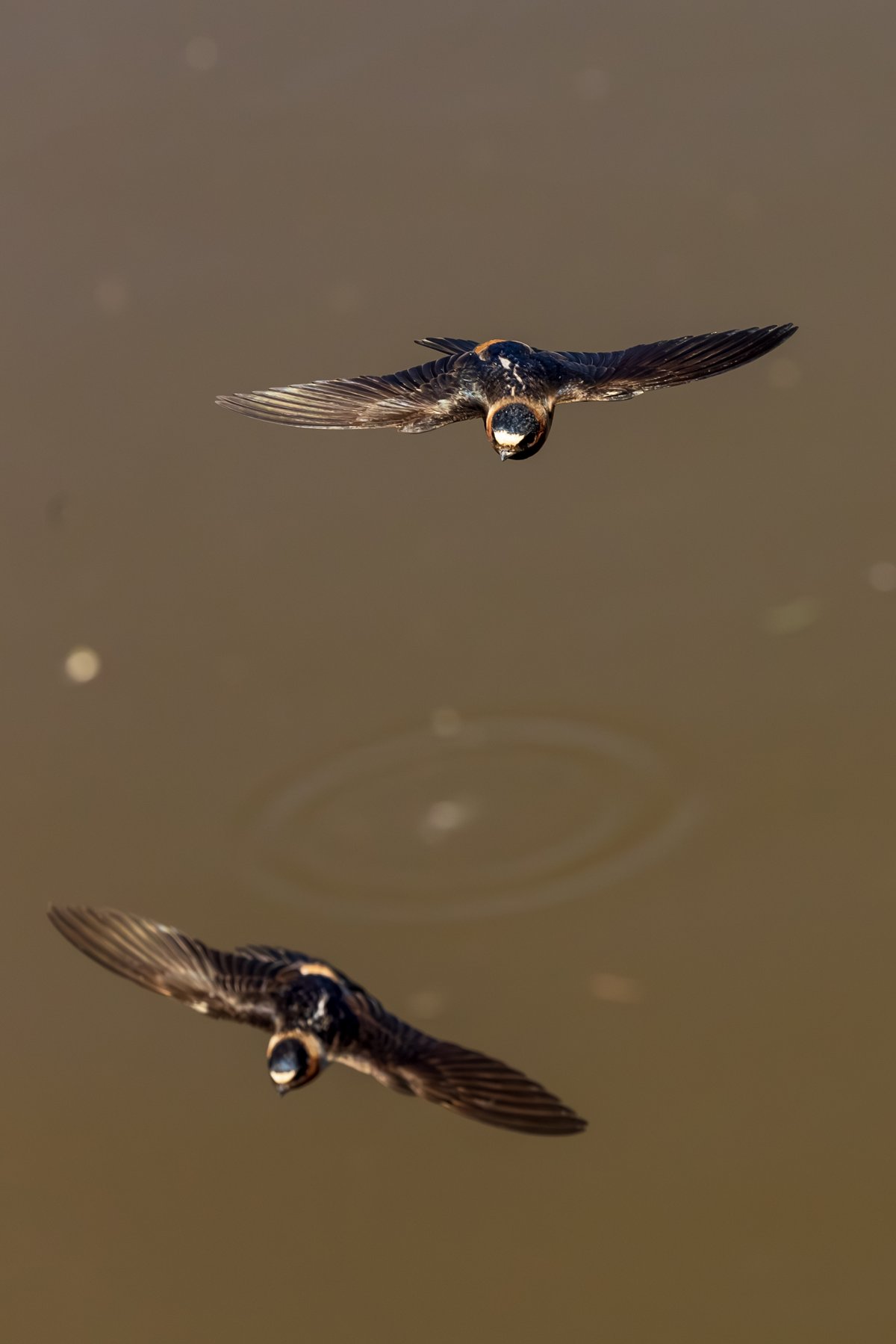Cliff Swallow