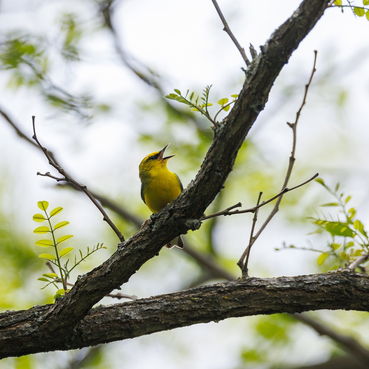 Blue-winged Warbler