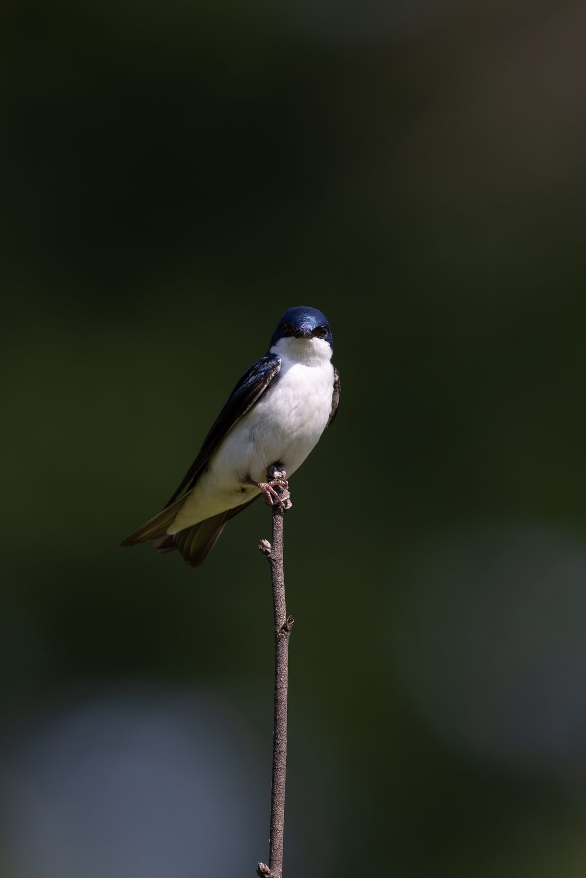 Tree Swallow