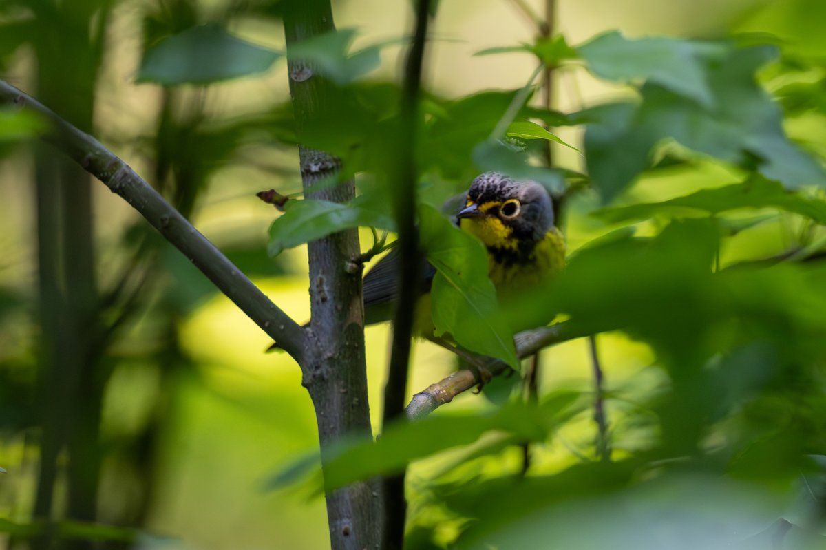 Canada Warbler