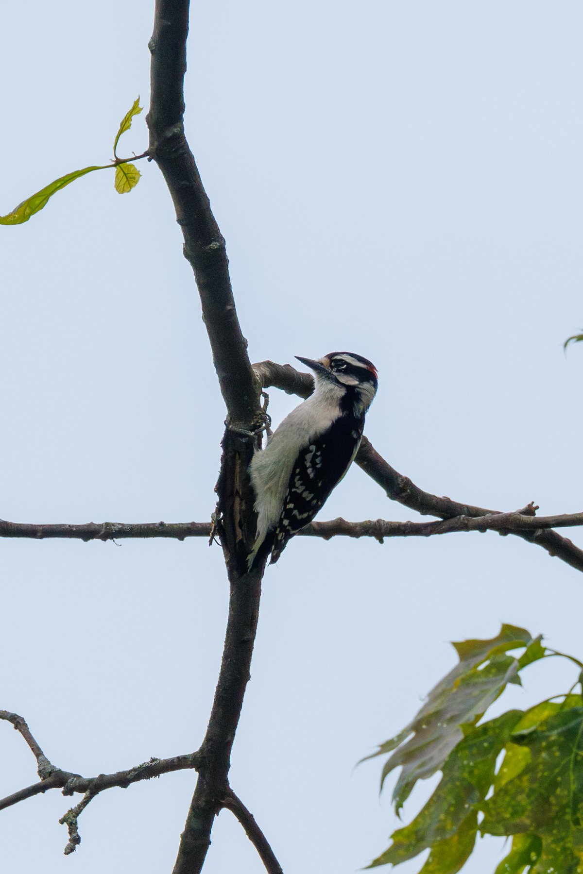 Downy Woodpecker