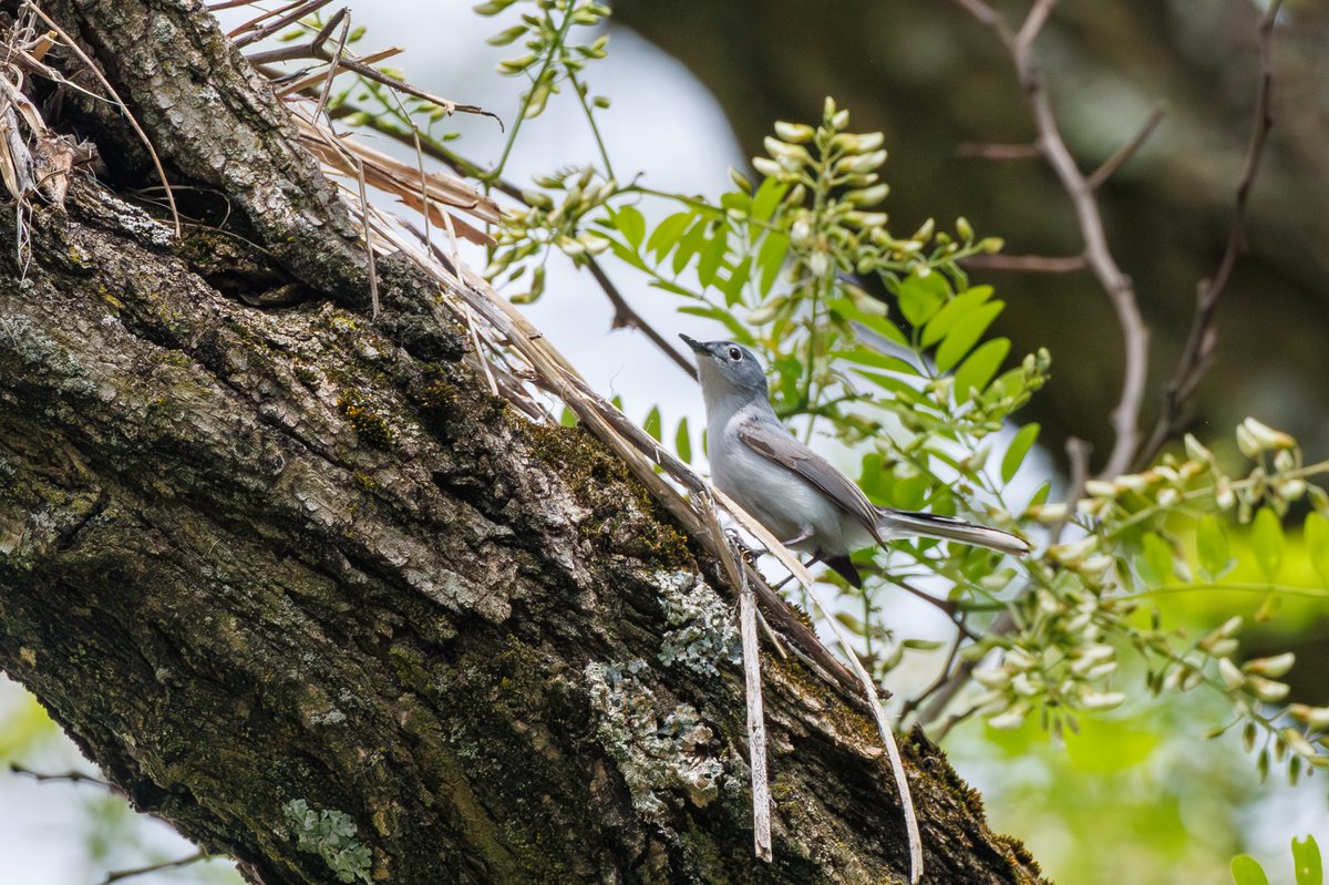 Blue-gray Gnatcatcher