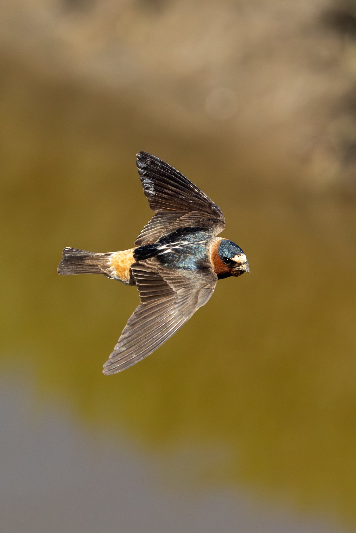 Cliff Swallow
