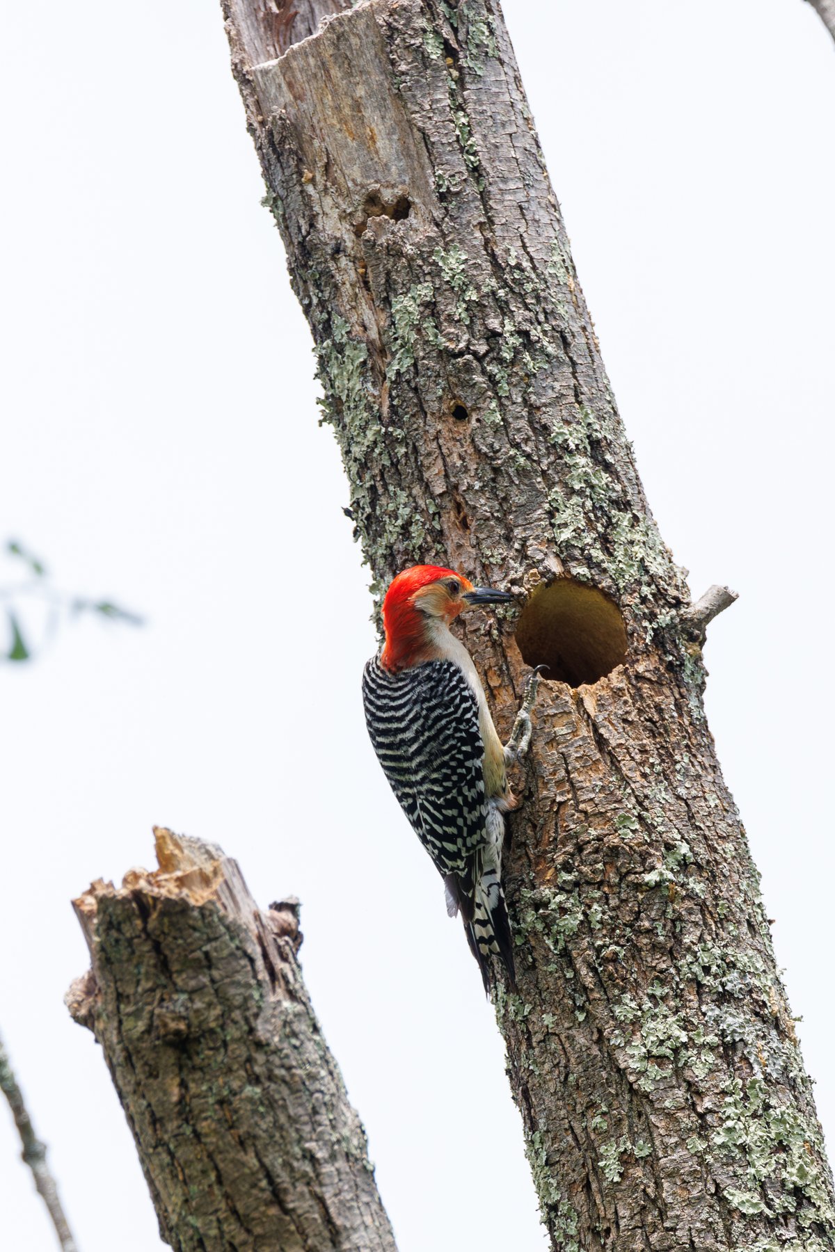 Red-bellied Woodpecker