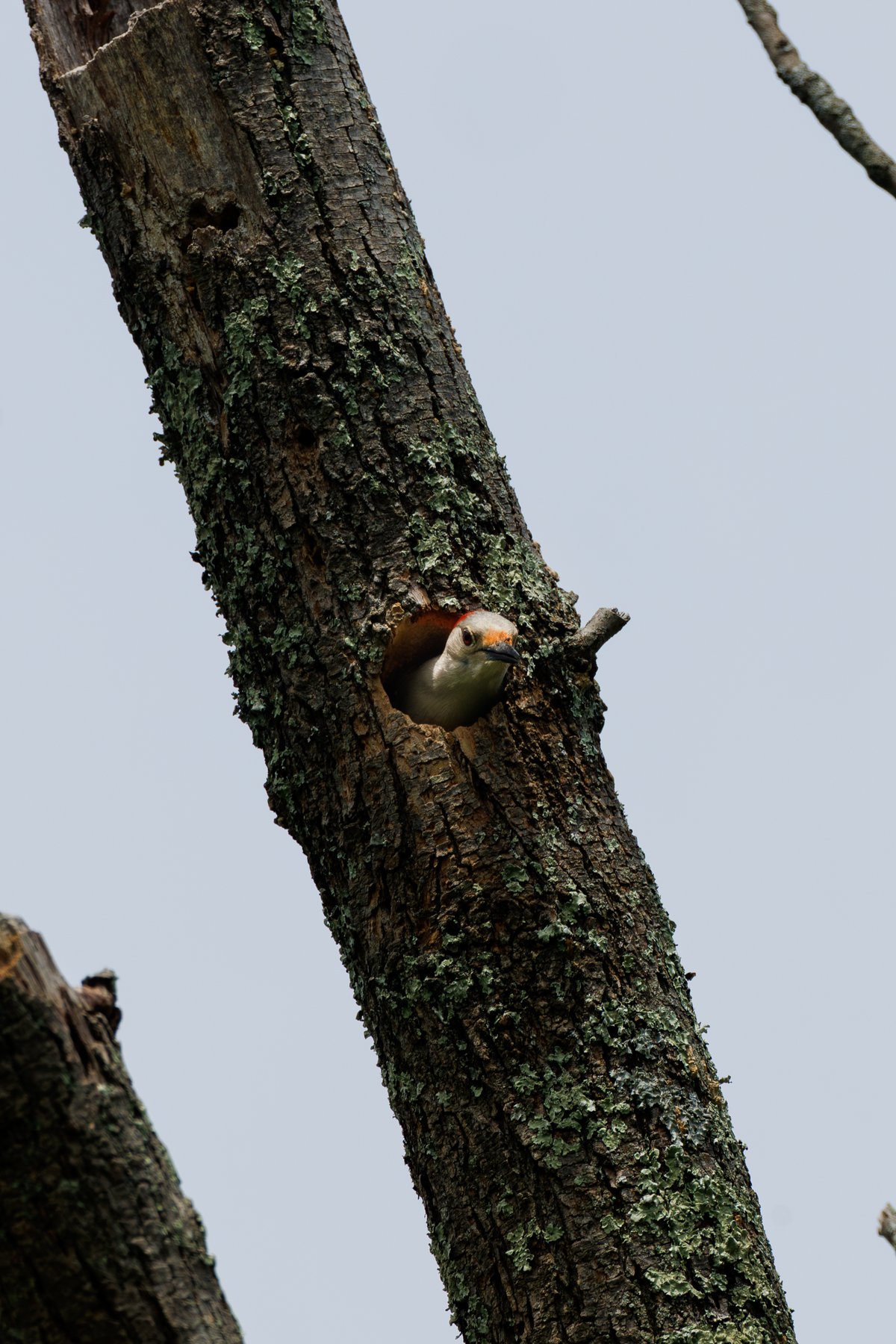 Red-bellied Woodpecker