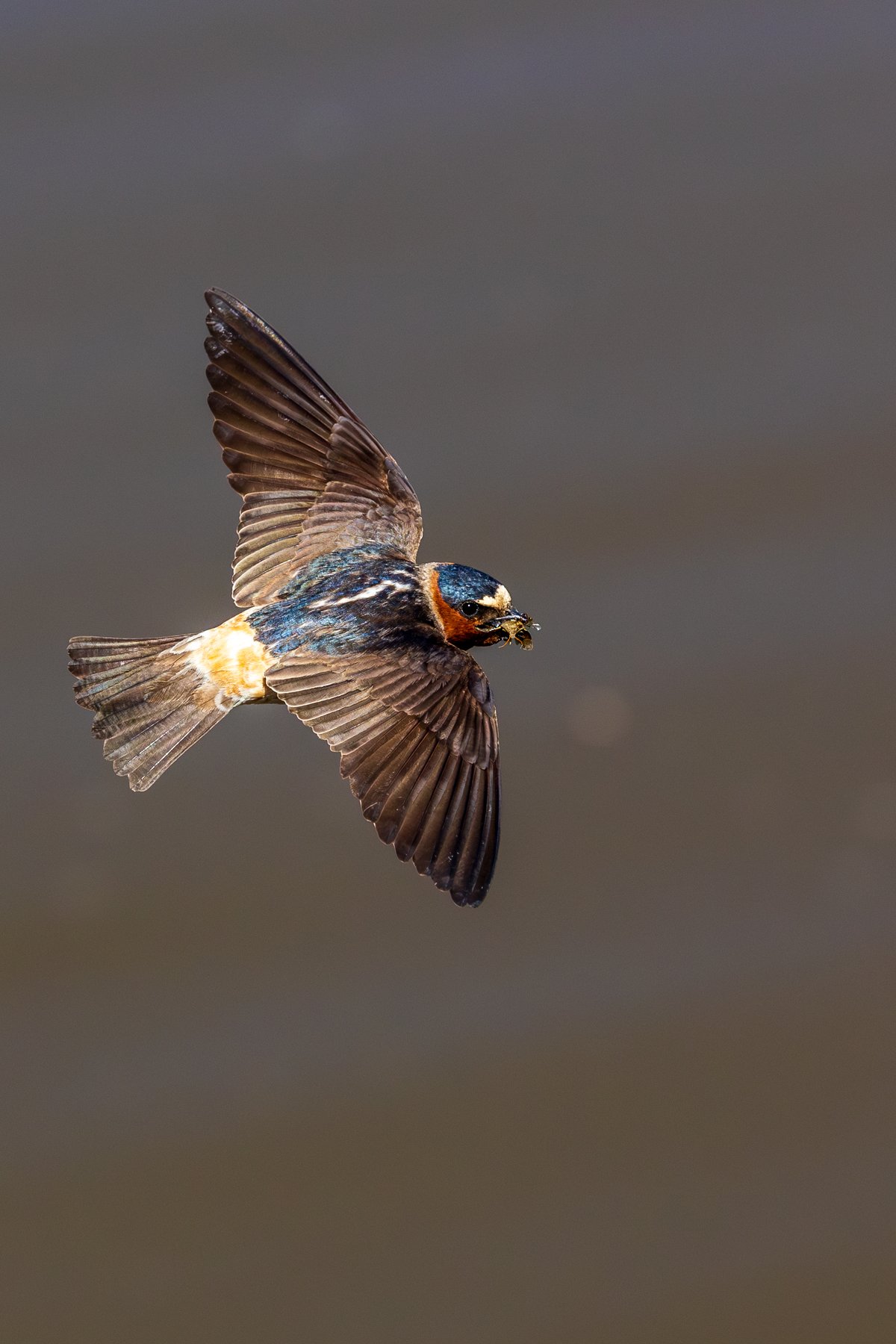 Cliff Swallow