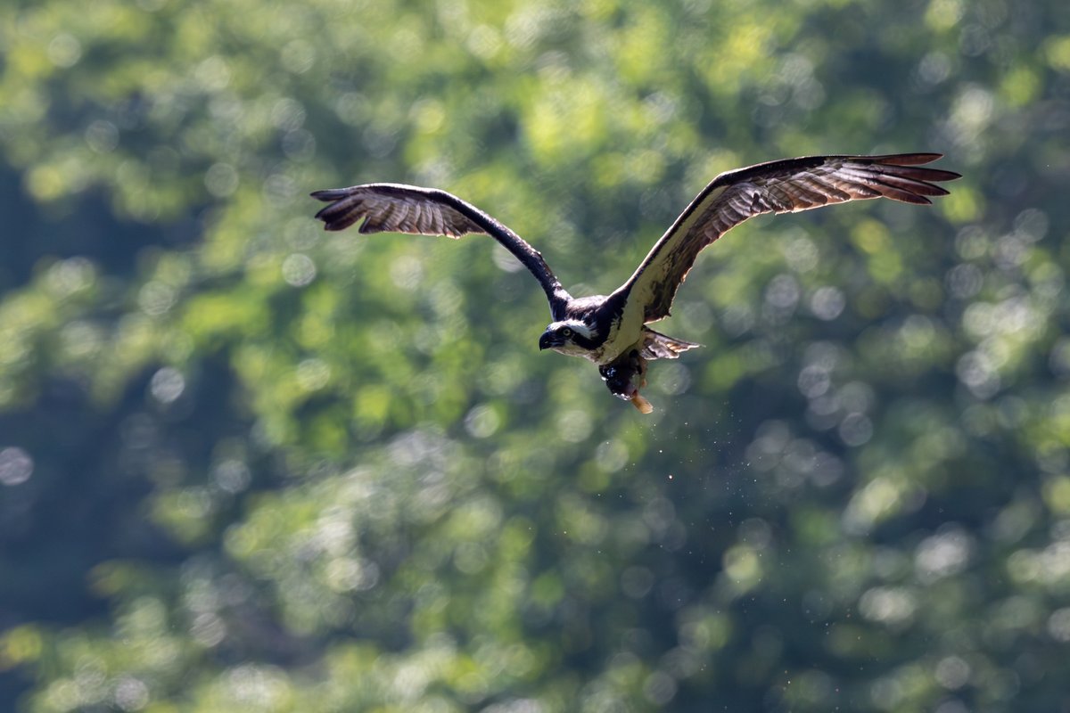Osprey