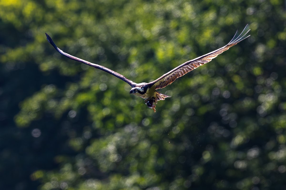 Osprey