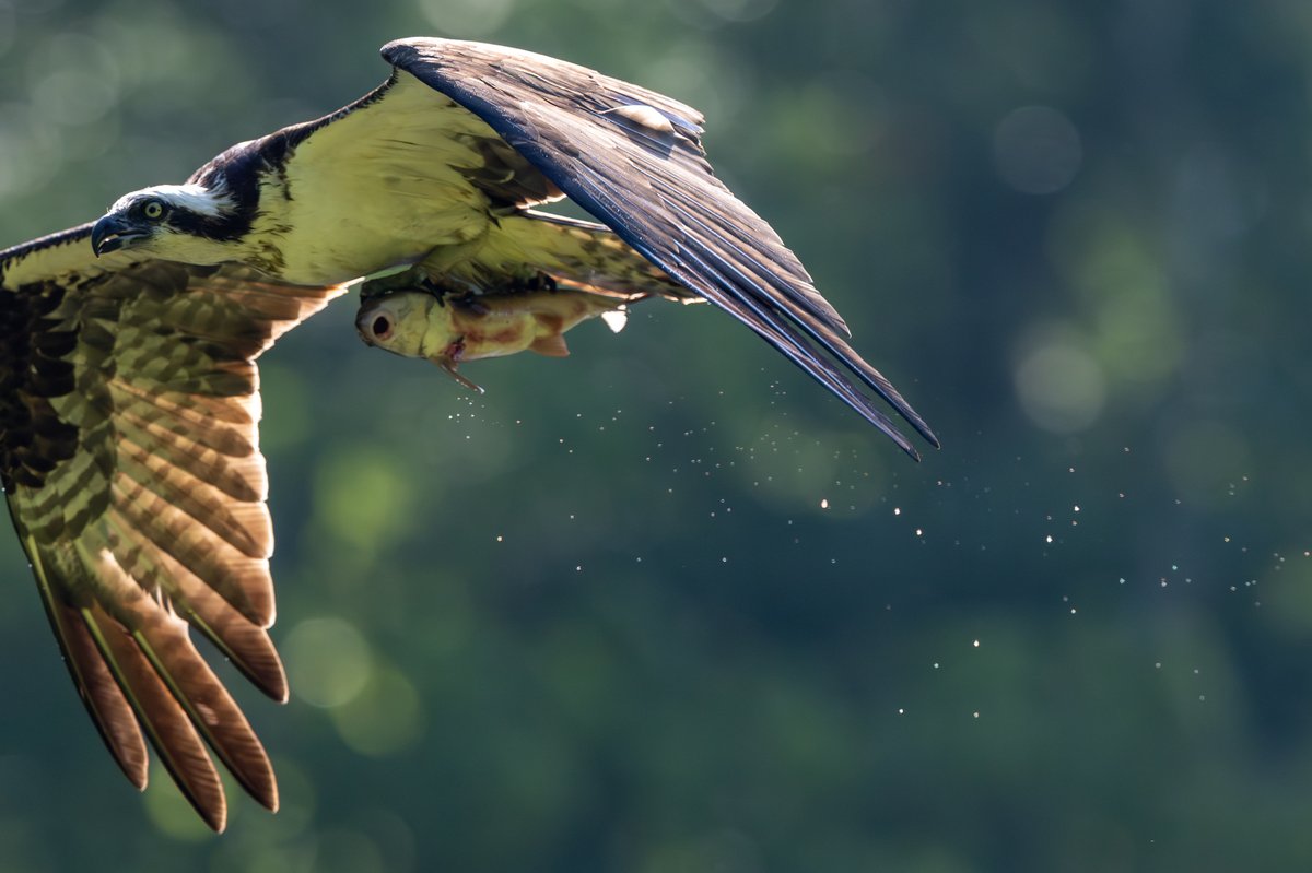 Osprey