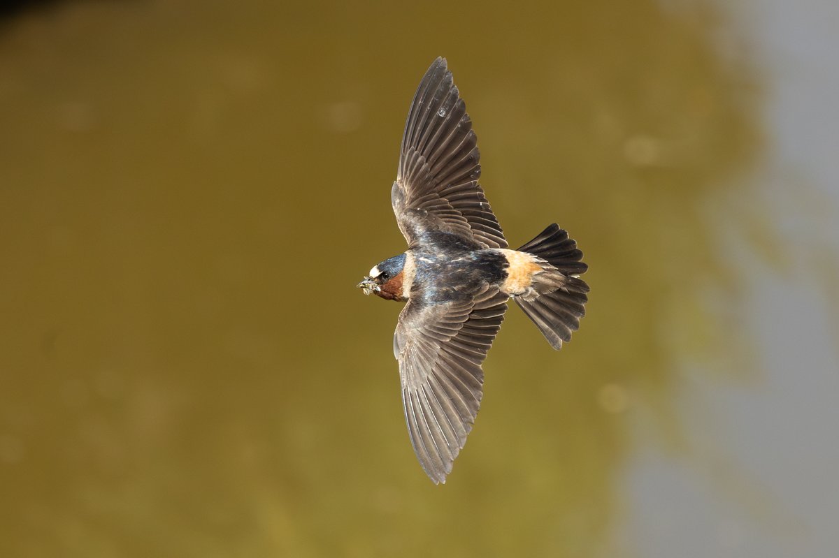 Cliff Swallow