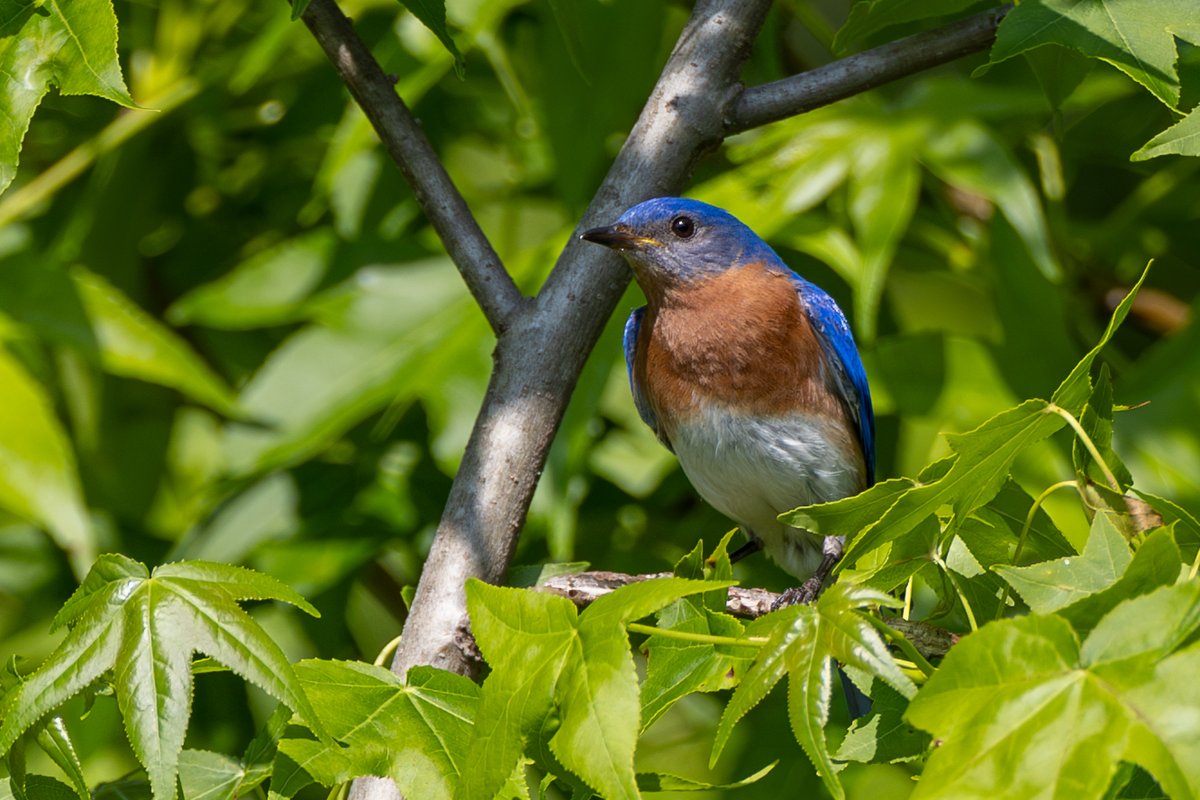 Eastern Bluebird
