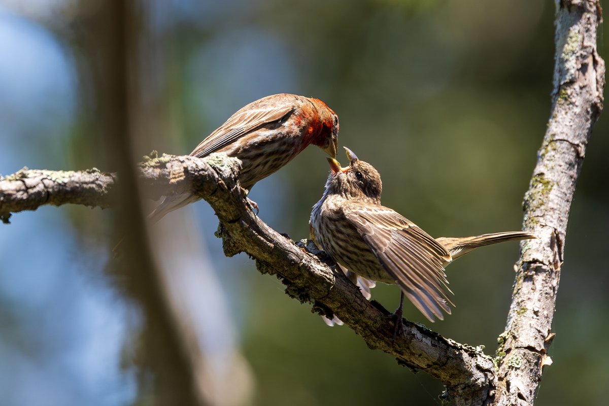 House Finch