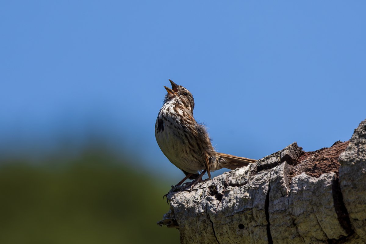 Song Sparrow