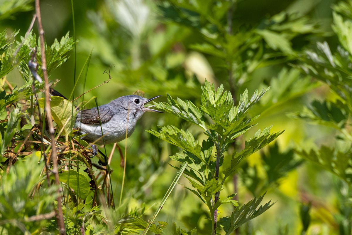 Blue-gray Gnatcatcher