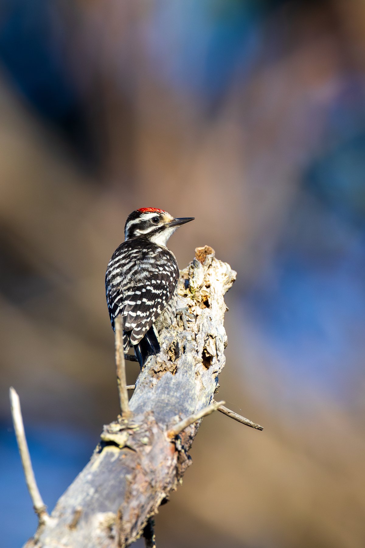 Nuttall's Woodpecker