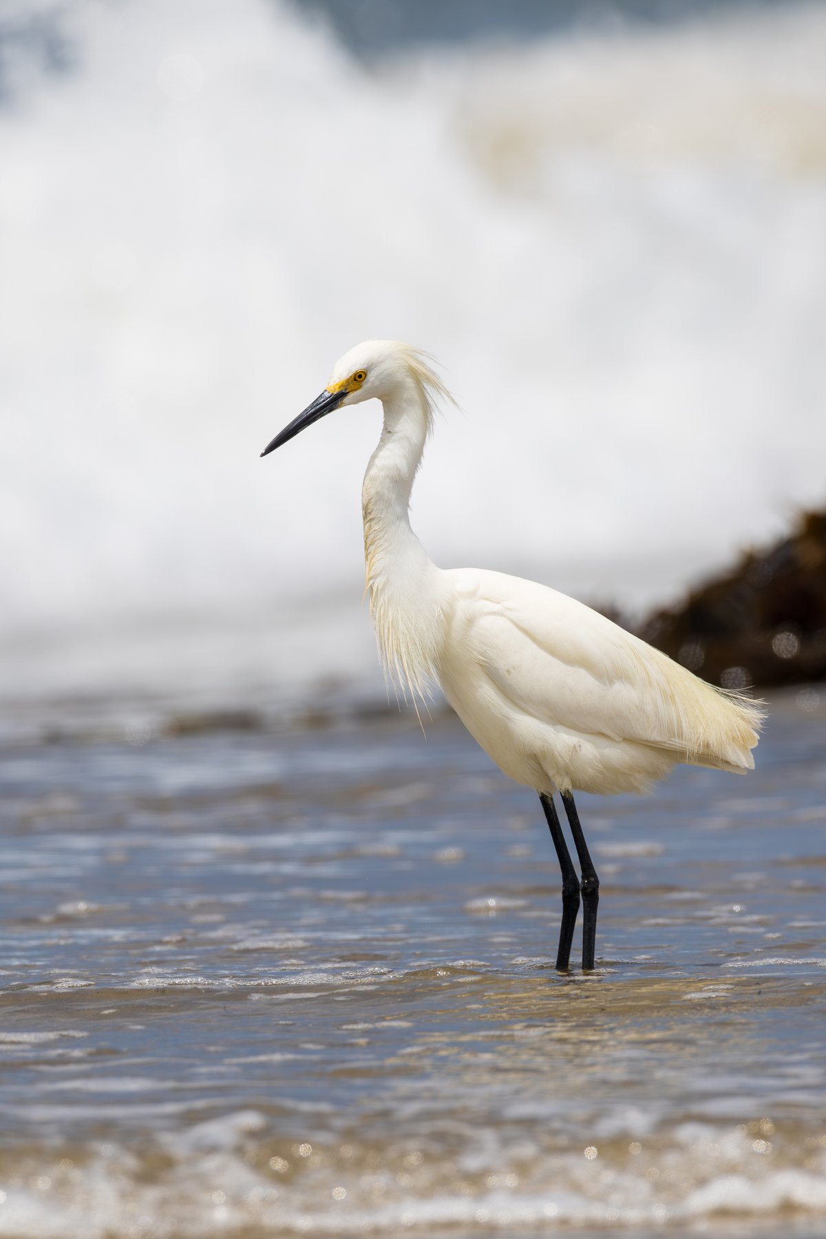 Snowy Egret