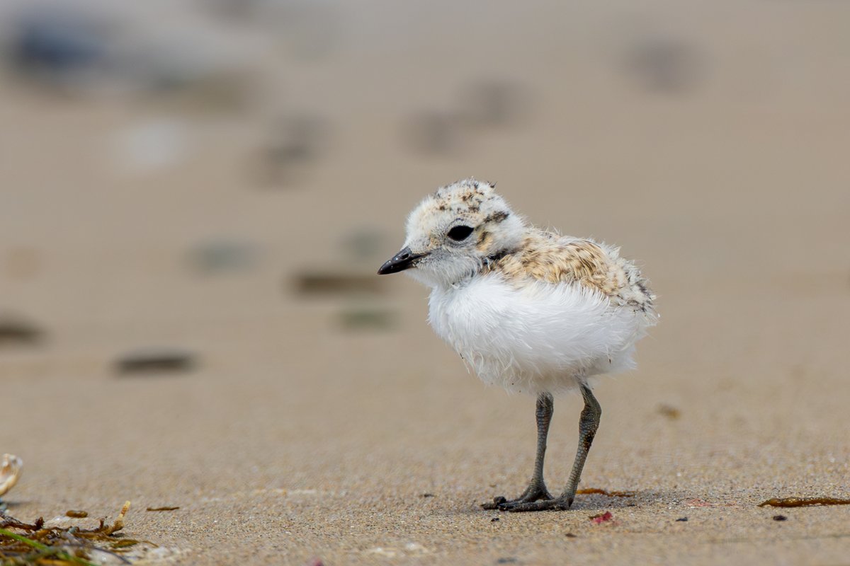 Snowy Plover