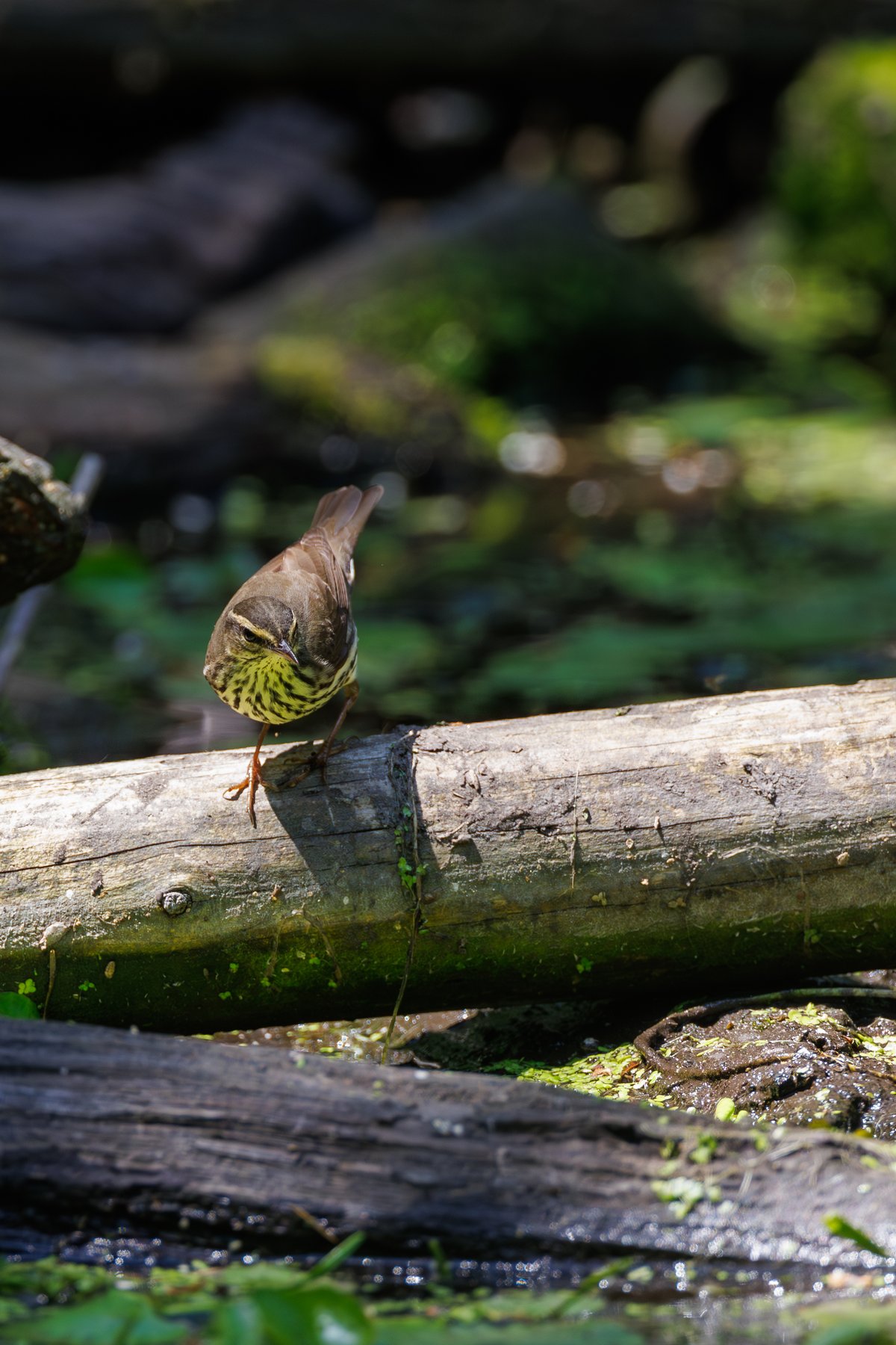 Louisiana Waterthrush