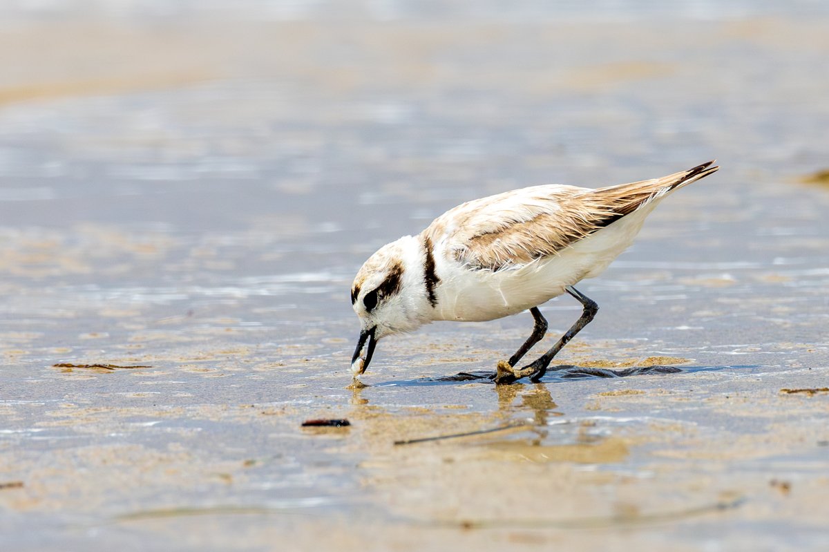 Snowy Plover