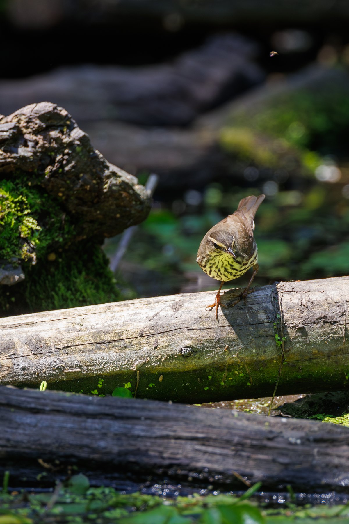 Louisiana Waterthrush
