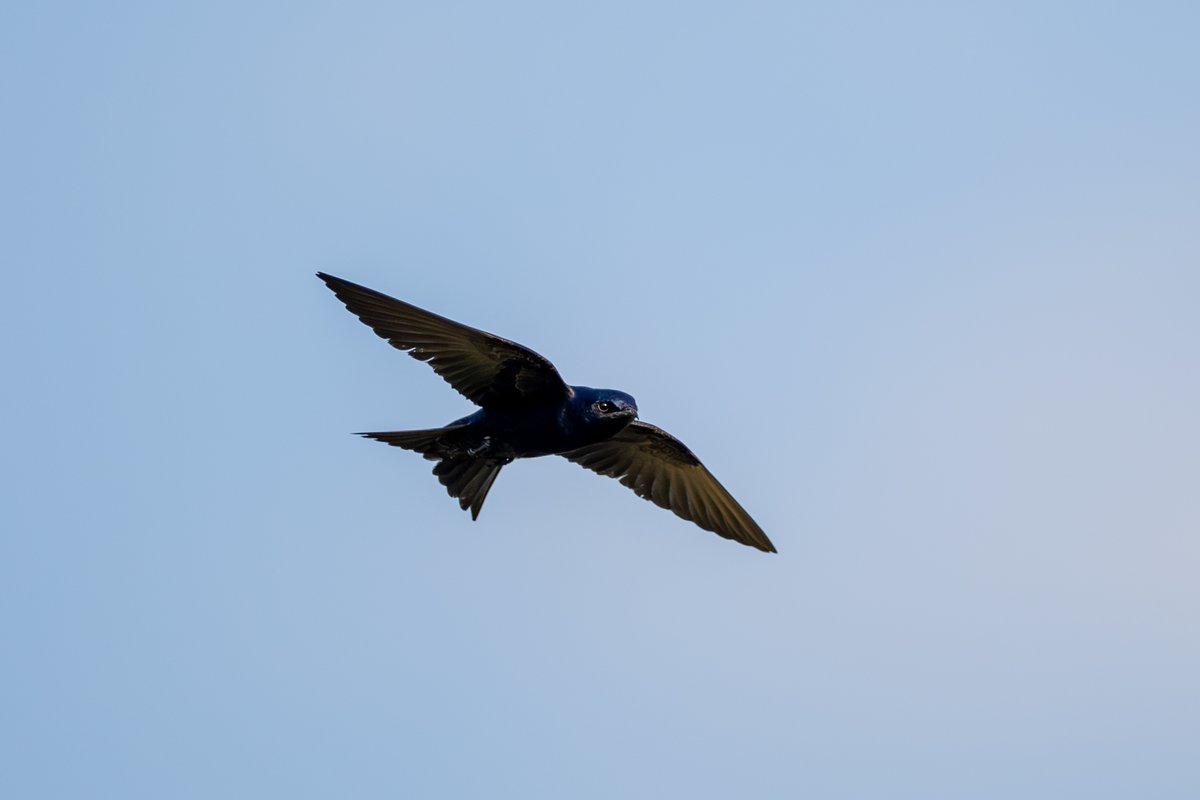 Purple Martin