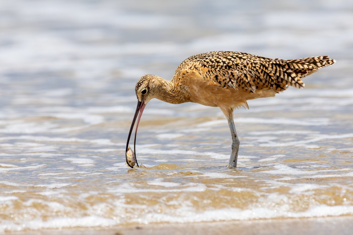 Long-billed Curlew
