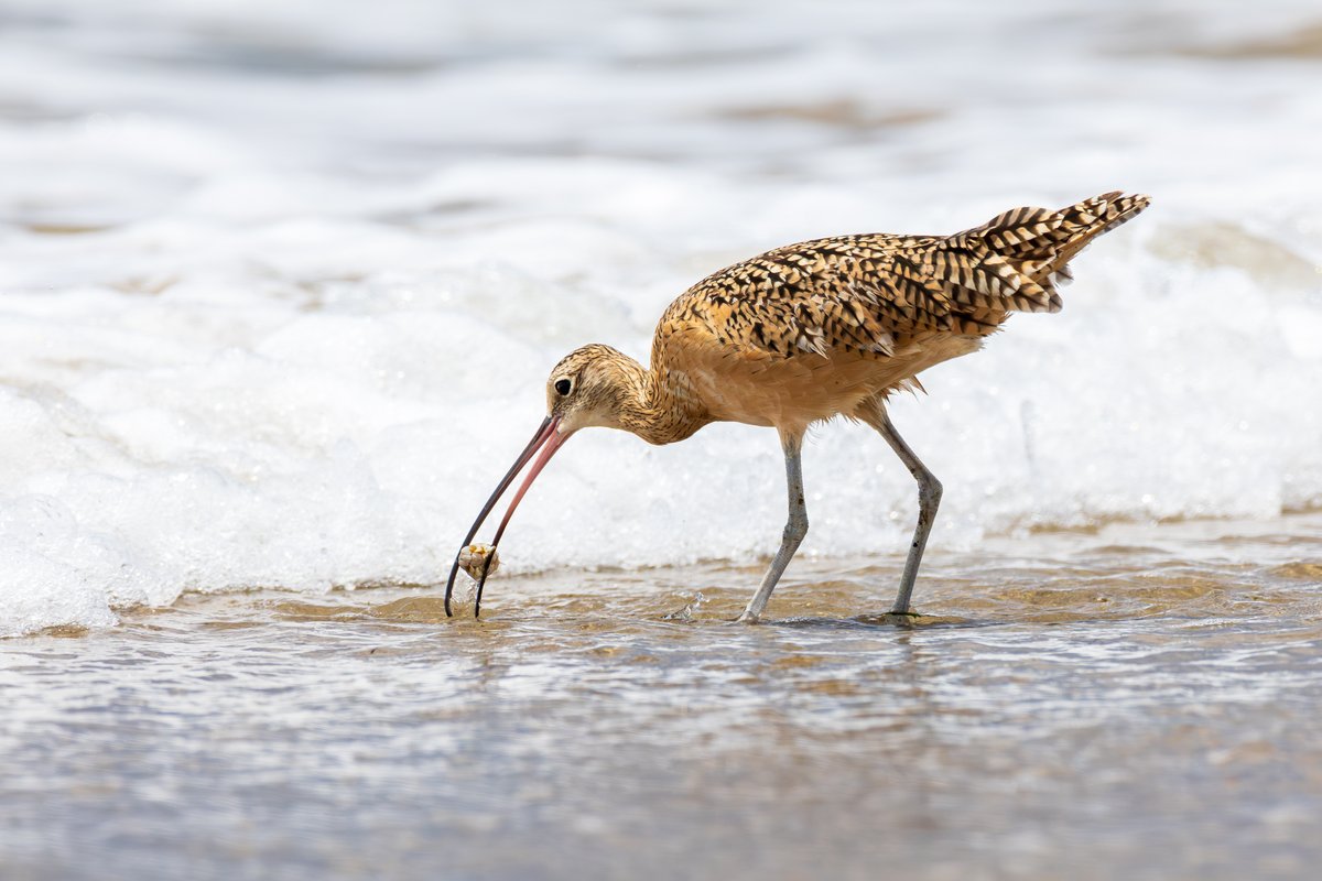 Long-billed Curlew