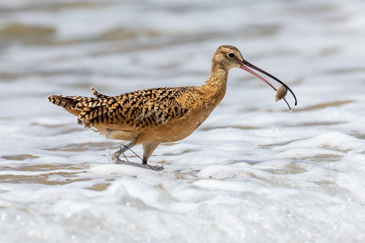 Long-billed Curlew