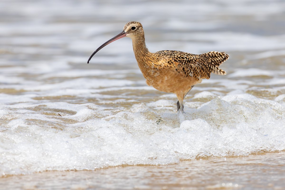 Long-billed Curlew