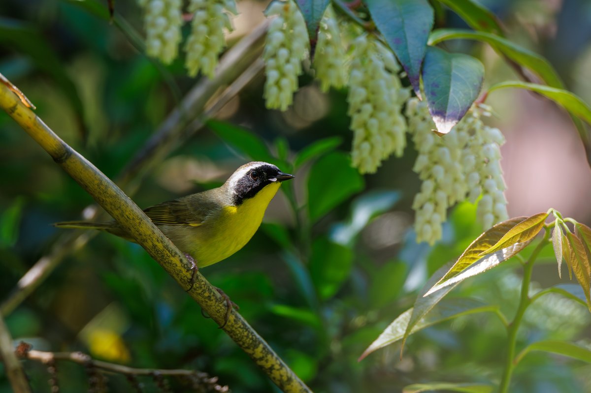 Common Yellowthroat