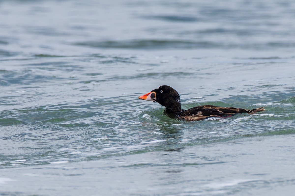 Surf Scoter