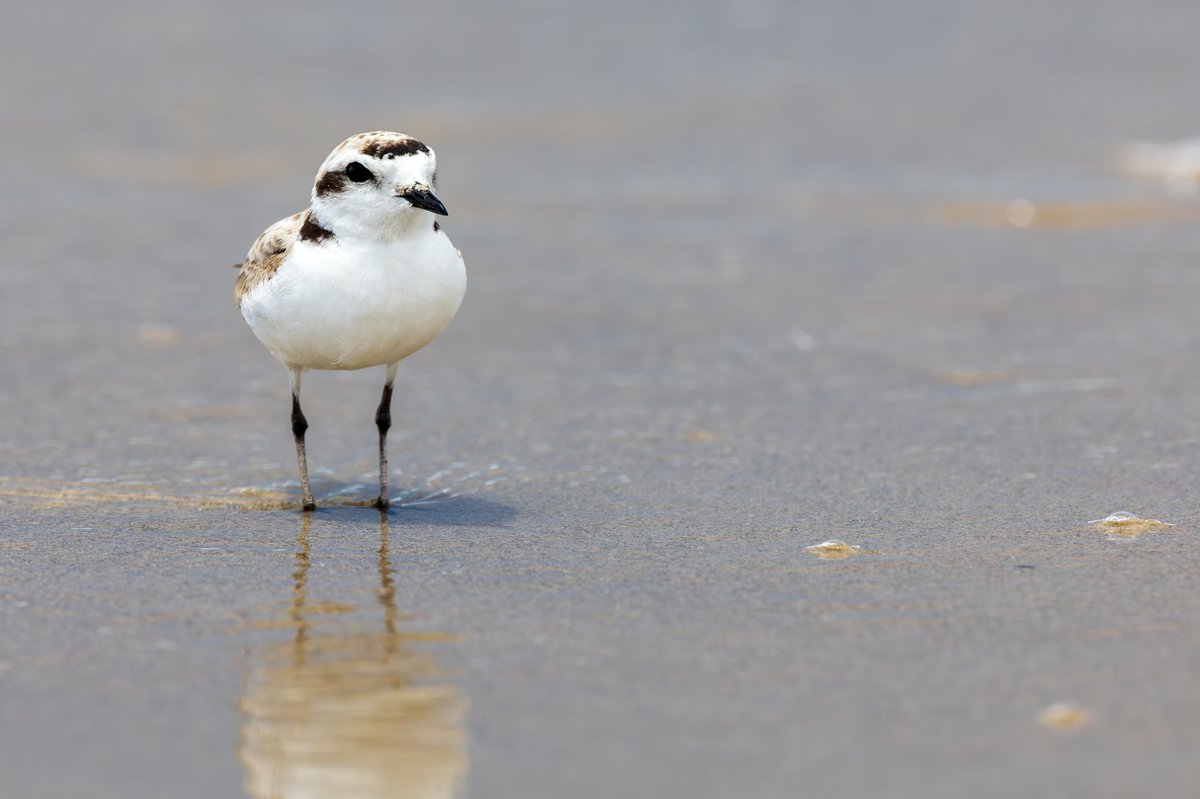 Snowy Plover