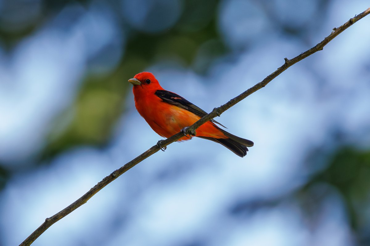 Scarlet Tanager