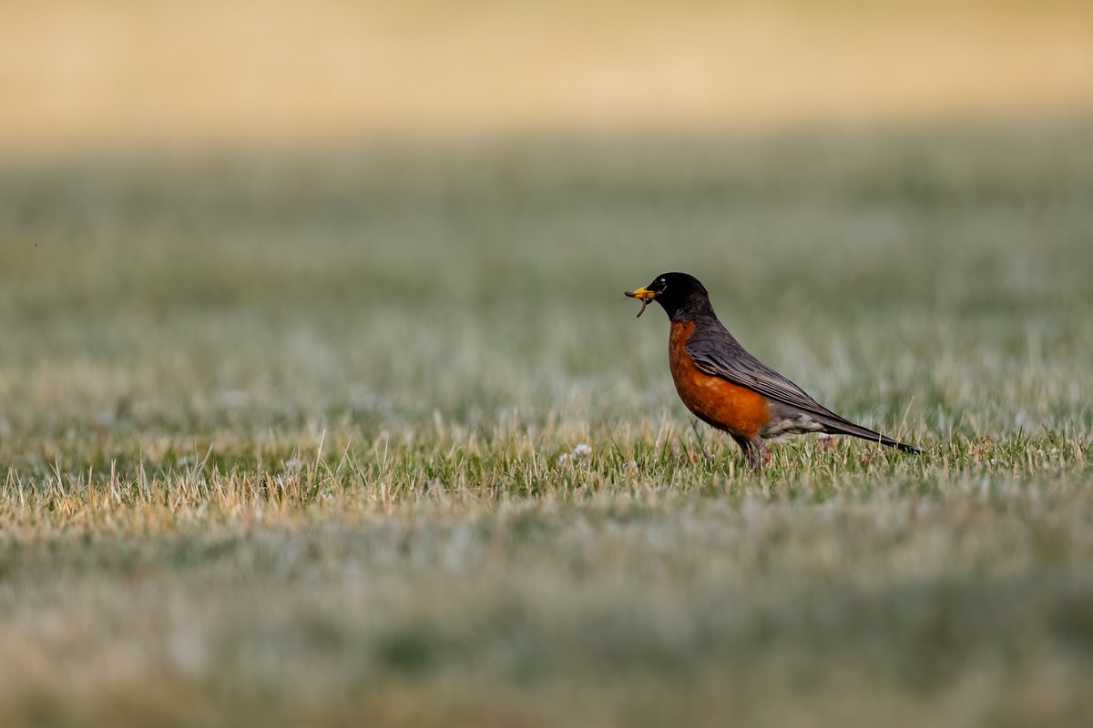 American Robin