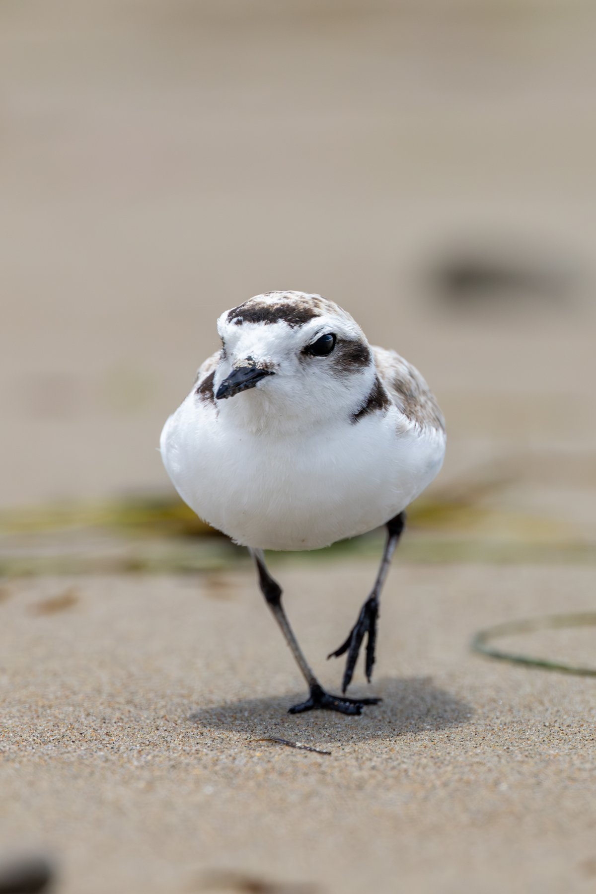 Snowy Plover