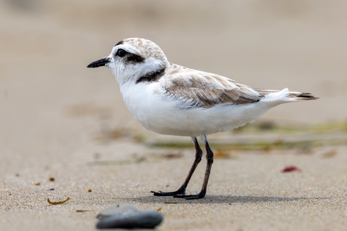 Snowy Plover